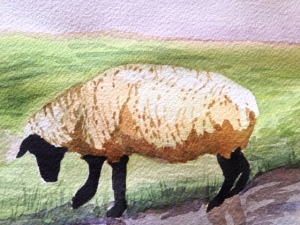 Sheep (detail), watercolor